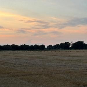 The birds gather at dusk