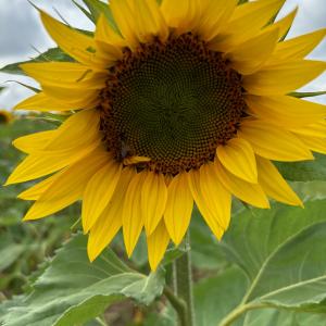 a ray of sunshine when viewed on a cold dull winters day